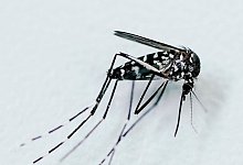 Asiatische Tigermücke - Uwe Anspach/dpa