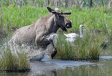 Mehr Elche im Osten – Kommt die Rückkehr der Riesenhirsche? - Patrick Pleul/dpa-Zentralbild/dpa