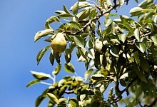 Birnbaum - Foto: Arno Burgi