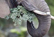 Elefantenf&uuml;tterung mit Tannenb&auml;umen - Foto: Roland Weihrauch/dpa