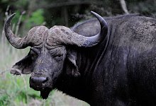 Kaffernbüffel - Frank May/dpa