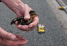 In sicheren H&auml;nden - FOTO: JOBST L&Uuml;DEKING