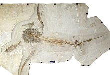 Forscherteam entdeckt 93 Millionen Jahre alten &laquo;Adlerhai&raquo; - Foto: Vullo et al./Science (2021)/dpa