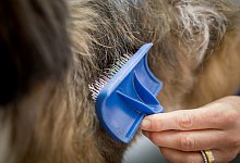 Fellpflege beim Hund - Foto: Frank Rumpenhorst/dpa-tmn