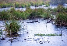Welttag der Feuchtgebiete - Jens Büttner/dpa
