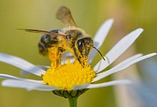 F&uuml;nf Tipps f&uuml;r einen bienenfreundlichen Garten - Patrick Pleul/dpa-Zentralbild/dpa