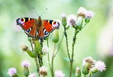 Schmetterling auf Distel - Frank Rumpenhorst/dpa