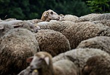 Schafskopf - Frank Rumpenhorst/dpa/Symbolbild