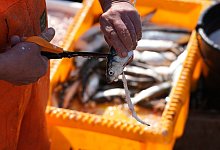 Fischer im Fischereihafen - Marcus Brandt/dpa