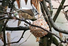 Leckerbissen f&uuml;r Meise und Co - Foto: Ursula Bauer/Aktion Tier