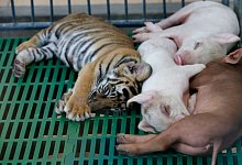Tiger-Zoo in Thailand - Foto: Barbara Walton/EPA/dpa