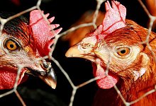 Aufstallpflicht f&uuml;r Gefl&uuml;gel - dpa