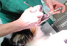 F&uuml;r ein ordentliches Gebiss - Freya K&ouml;hring