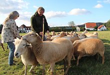 Braune Haarschafe - Dieter Asbrock
