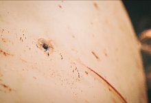 Belugawal Hvaldimir tot - Onewhale.Org/NTB/dpa