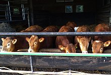 81236752 - Symbolbild: picture alliance / rech