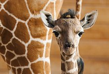 Giraffen-Nachwuchs im Opel-Zoo - Lando Hass/dpa