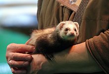 Frettchen - Ann-Marie Utz/dpa