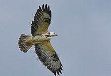 M&auml;usebussard - Patrick Pleul/dpa-Zentralbild/dpa