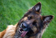 Deutscher Sch&auml;ferhund - Stefan Puchner/dpa