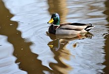Ente im Teich - Foto: Andrea Warnecke
