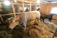 Lebendige Krippe - Marc K&ouml;ppelmann