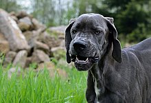 Deutsche Dogge - Symbolbild: Pixabay