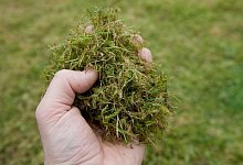 Pflanzenreste - Foto: Kai Remmers