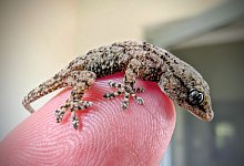 Lebender Gecko in Packung mit Rucola-Salat gefunden - -/Bart?omiej Gorzkowski/Epicrates/dpa