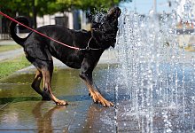 Hund - Foto: Lisa Ducret