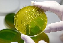 Ehec-Nachweis - Matthias Bein/dpa-Zentralbild/dpa