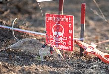 Rekord-Ratte Ronin in Kambodscha - Apopo/dpa