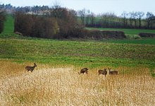 rehe_kalldorf - Axel B&uuml;rger