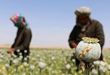 Opiumgewinnung - Foto: Watan Yar/Archiv