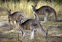 Drei Kängurus im australischen Canberra - Mark Graham/AP/dpa