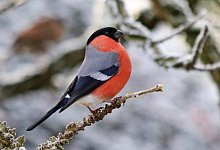 2021_1222_a-gimpel-m-winter - Martin Düsterberg