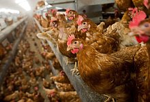 H&uuml;hnerhaltung - Foto: Julian Stratenschulte/dpa