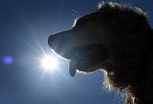 Hitzeschlag bei Hunden - Foto: Martin Gerten/dpa/dpa-tmn