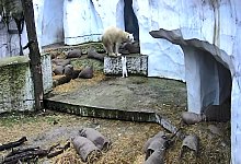 Eisbären im Karlsruher Zoo - Timo Deible/Zoo Karlsruhe/dpa