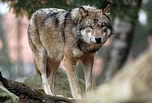 Drei Rudel in Niedersachsen gesichtet - Porta Westfalica