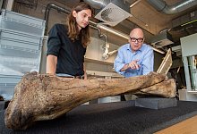 Waldelefanten-Skelett im Forschungsmuseum Sch&ouml;ningen - Foto: Julian Stratenschulte/dpa