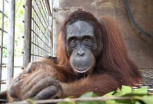 Orang-Utans auf Borneo - BOS Foundation/dpa
