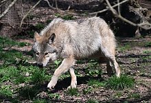 Wolf - Bernd Wei&szlig;brod/dpa