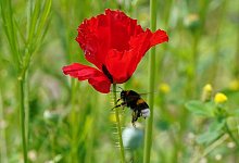 Hummel auf Wildblumenwiese - Foto: Marcus Brandt/dpa