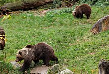 Neue Braunbären im Tierpark - Friso Gentsch/dpa