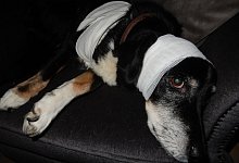 Tier&auml;rztlicher Notfall - Archivbild Astrid Sewing