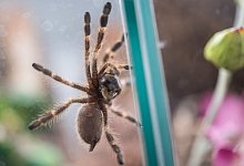Vogelspinne - Foto: Sebastian Gollnow