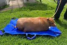 Neuseeland - Hund starb wegen &Uuml;berf&uuml;tterung - -/Spca Supplied/dpa