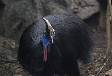 Helmkasuar in Australien - WILD LIFE Sydney Zoo/Carola Frentzen/dpa