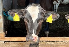 kalb-v-kl-mks-2025 - WLV